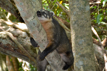 Waterfalls in Iguazu
