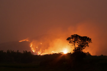 Fototapeta na wymiar Forest Fire at Night.Wildfire burning forest trees in the mountain.Wildfire caused by humans.