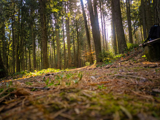 Obraz premium Deutscher Wald