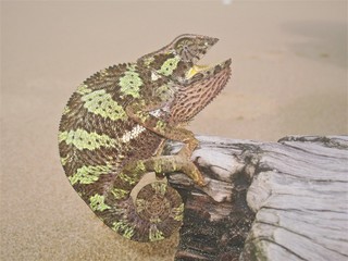 The graceful chameleon (Chamaeleo gracilis) is a species of chameleon native to sub-Saharan Africa. Because of its abundance, it is heavily exploited by the pet trade. © 9elisa9