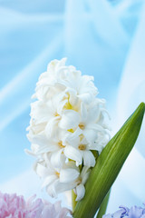 Hyacinth close-up on a pastel background.Concept of a greeting card for a holiday