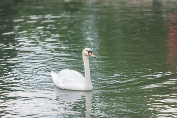 Beautiful white swans swimming in a lake