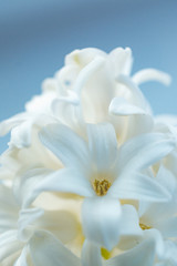 Obraz na płótnie Canvas Hyacinth close-up.Concept of a greeting card for a holiday