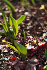 Green spring sprouts and primroses peep out from the ground. Spring floral background.