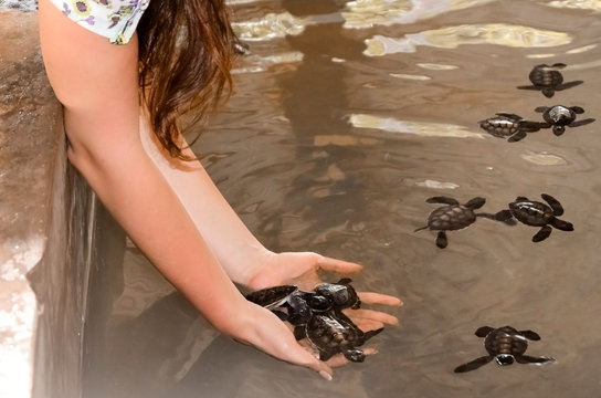 Girl holds small turtles in her hands, female hands take children out of the pool. saving animals in the Sea Turtles Conservation Research Project Center in Bentota, Sri Lanka..