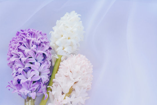 three hyacinth flowers on a pastel background. horizontal image.Concept of a greeting card for a holiday