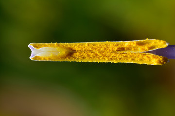 The stamens of a flower close up macro photo
