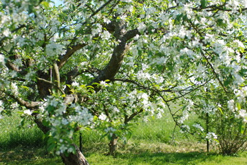 jabłoń kwitnie lato wiosna białe kwiaty - obrazy, fototapety, plakaty