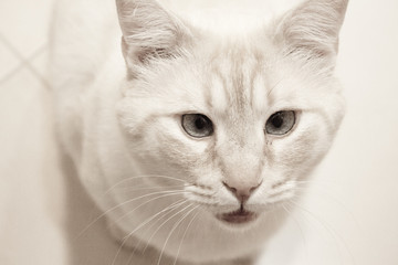 Light tan cat with blue eyes