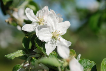 piękny duży kwiat jabłoni kwitnący - obrazy, fototapety, plakaty