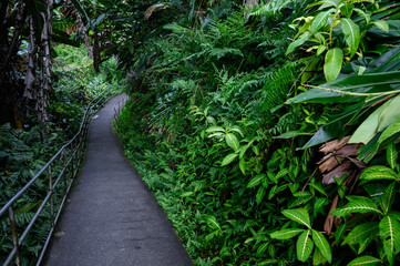 Akaka Falls State Park - Big Island, Hawaii