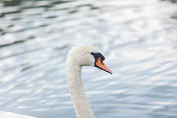 Beautiful white swans swimming in a lake