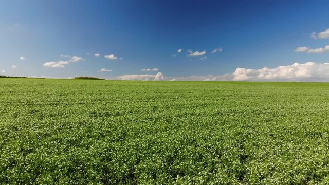 Flyover above a field of young peas, blue sky on background. Agriculture theme. Drone 4k, zoom in