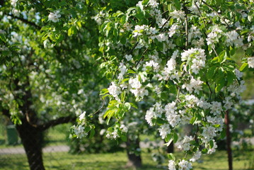Fototapeta na wymiar kwitnące drzewo jabłoni białe kwiaty