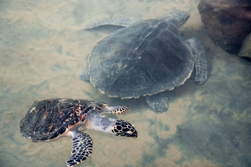 Beautiful big turtle swim in ocean near camera, video filming of animals underwater, volunteers watching  underwater world.  turtle attacked camera. saving animals in Sea Turtles Conservation Research