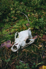 Skull of an animal in the forest