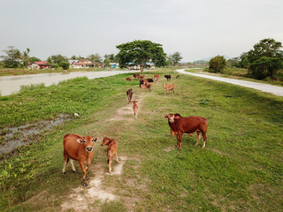 Cows in rural field.