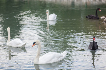 Beautiful white swans swimming in a lake