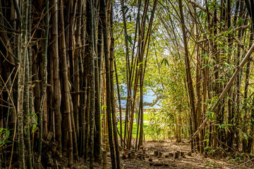 In a park in Sydney, Australia at a cloudy day in summer with a view into a little bamboo forest.