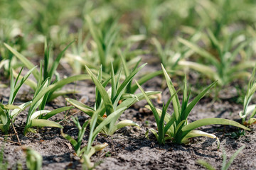 Green sprouts of flowers, lit by the sun.