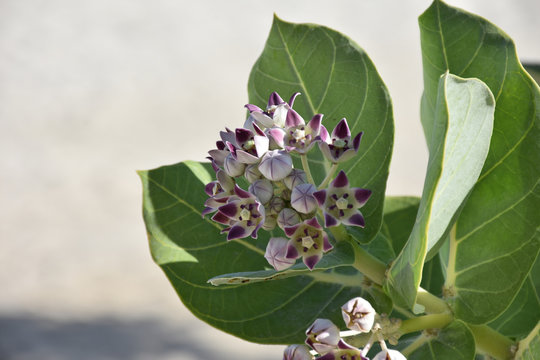 Budding And Blooming Flowering Giant Milkweed