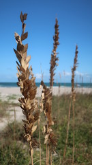 Sea Oats