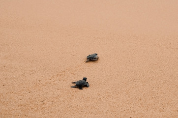 Two little turtles crawl along the sand on the ocean to the water. saving and stick animals in the Sea Turtles Conservation Research Project Center in Bentota, Sri Lanka..