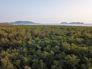 Fototapeta na wymiar Aerial view mangrove jungle at Sungai Semilang, Pulau Pinang. Back is island.