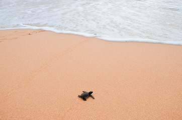 Two little turtles crawl along the sand on the ocean to the water. saving and stick animals in the Sea Turtles Conservation Research Project Center in Bentota, Sri Lanka..