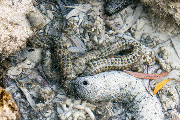 A disgusting worm in the sea