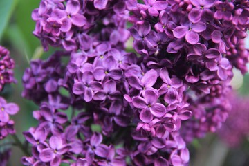 purple lilac flowers
