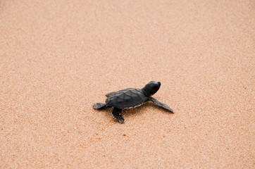 Two little turtles crawl along the sand on the ocean to the water. saving and stick animals in the Sea Turtles Conservation Research Project Center in Bentota, Sri Lanka..