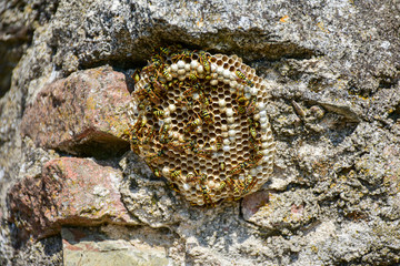 Huge wasp nest, honeycomb with wasps working on its construction