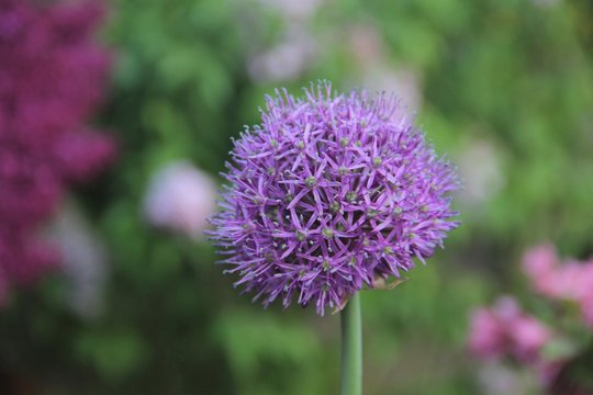 purple decorative garden onion