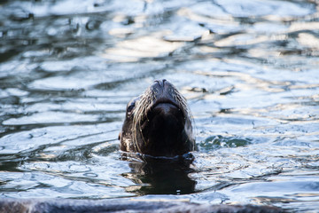 Fototapeta premium Mähnenrobbe