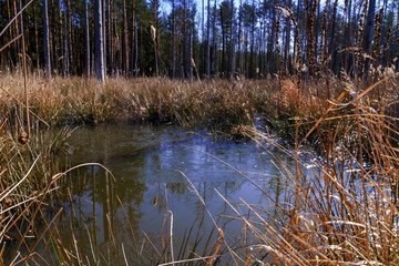 woda, trzciny, las © Marek