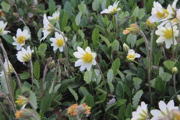 white and yellow flowers