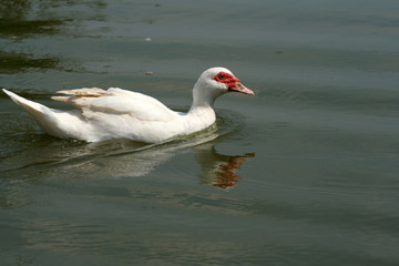 White duck swimming in green lake