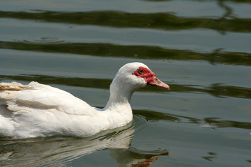 Naklejka na ściany i meble White duck swimming in green lake