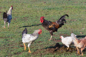 Roosters at sunrise with a stone wall