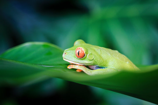 Wild Red Eyed Tree Frog close up, Tortuguero, Costa Rica, Central America