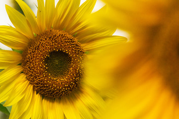 Yellow sunflower close-up, blurred background. Harvest concept.
