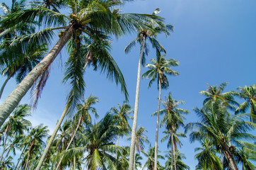 Fototapeta premium Tropical coconut trees at Malaysia.