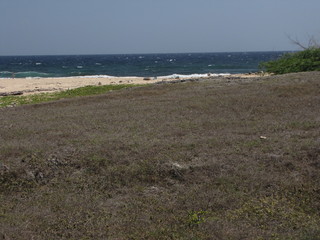 Fototapeta na wymiar beach and grass