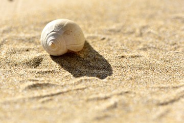 Coquillage sur la plage