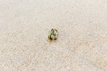A lonely crab in the sand