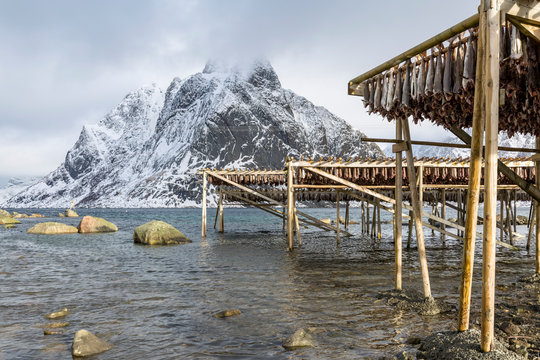 Stockfish at Lofoten islands, Norway