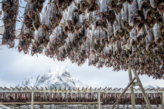Stockfish at Lofoten islands, Norway