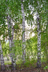 Fototapeta premium The first spring greens in a birch grove.
