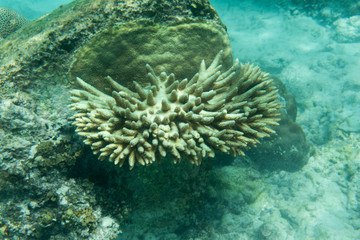 Naklejka na ściany i meble Few remaining living corals